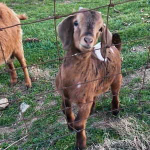 Meet your Posher, Paige